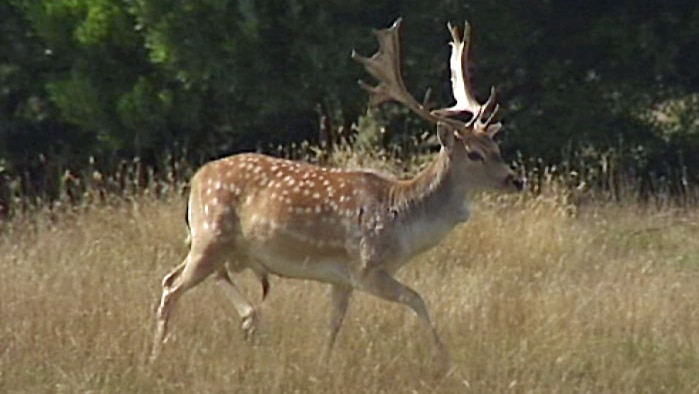 Fallow deer buck