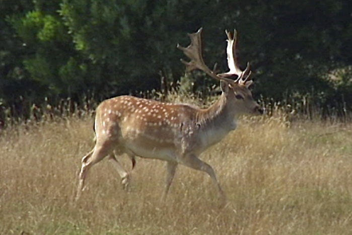 Fallow deer buck