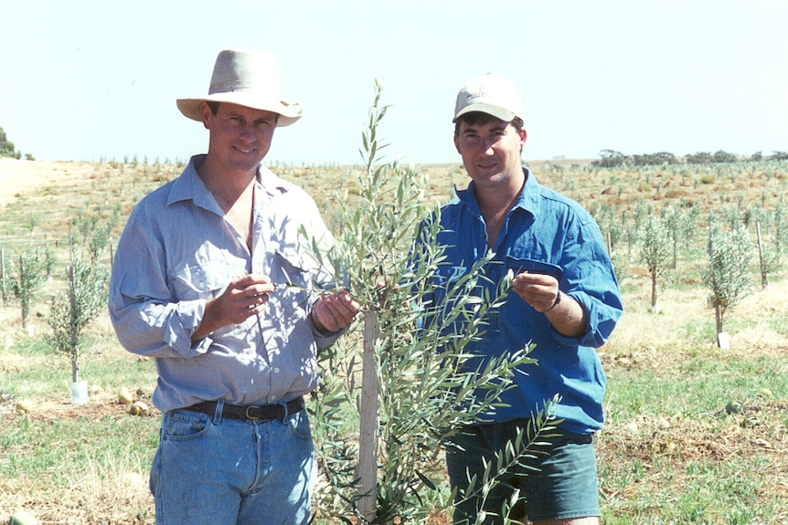 An old image of two farmers touching the leaves of a small olive tree