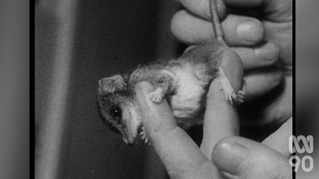 Rare mice taken to Launceston Museum (1965) - ABC News