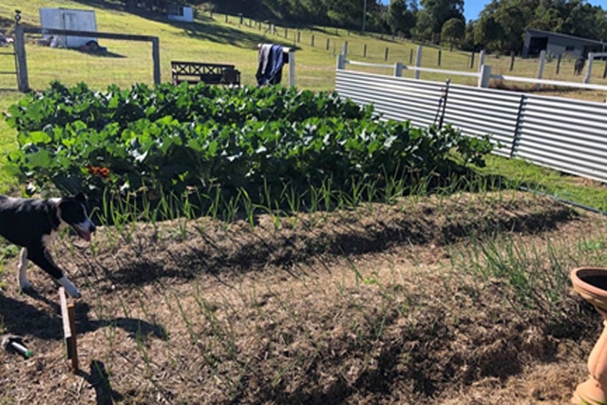 Perri's dog running next to the veggie patch