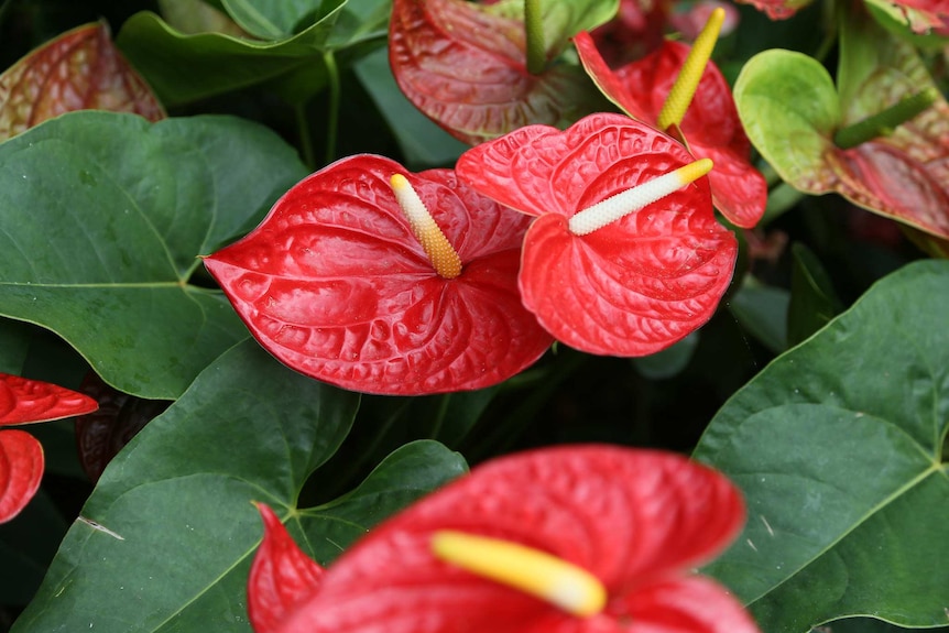 Anthurium andraeanum, the flamingo flower, is an environmentally friendly alternative for Valentine's Day.