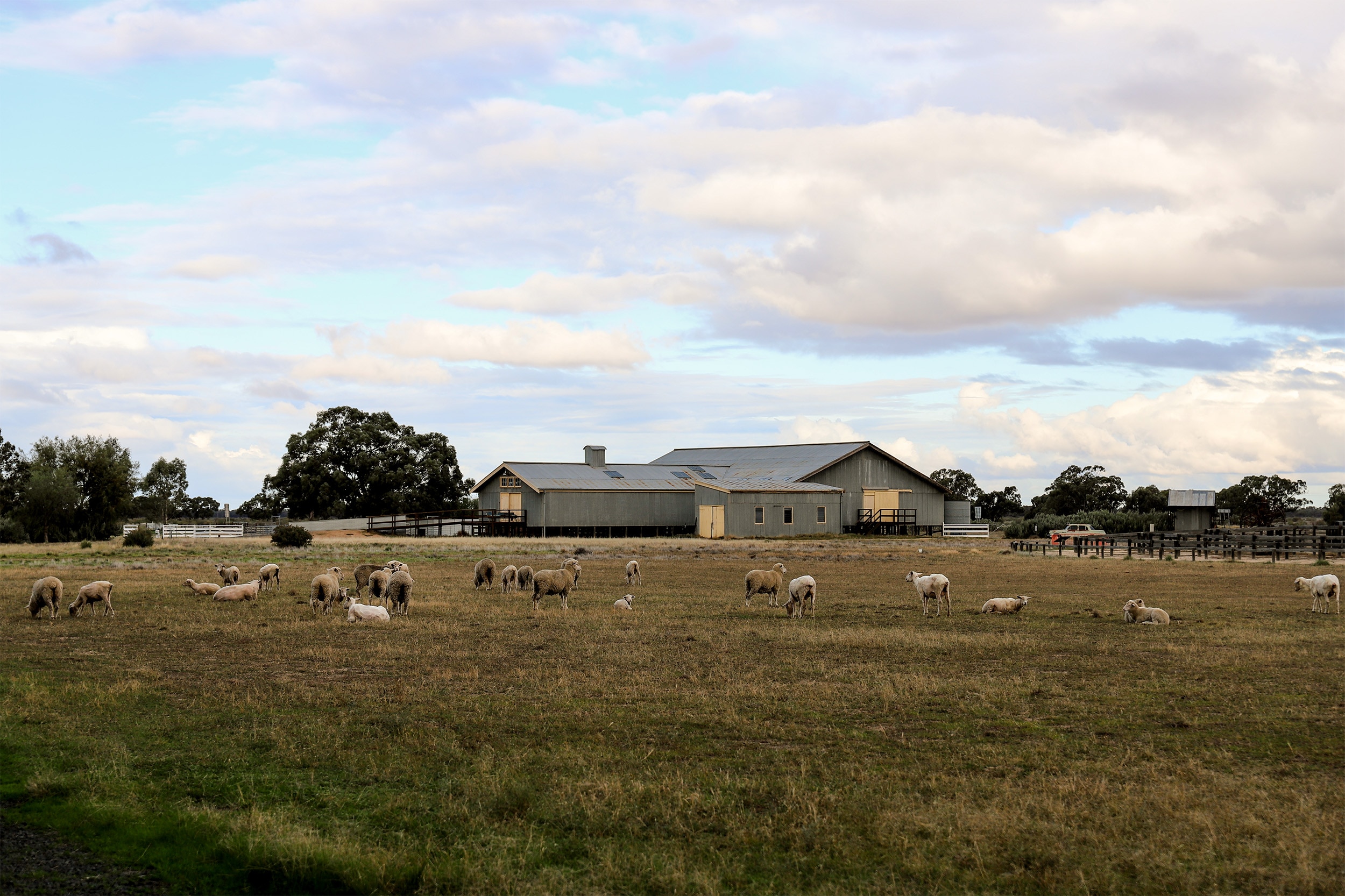 a green paddock with sheep standing, spread out. There is a large shearing shed in the background and some trees.