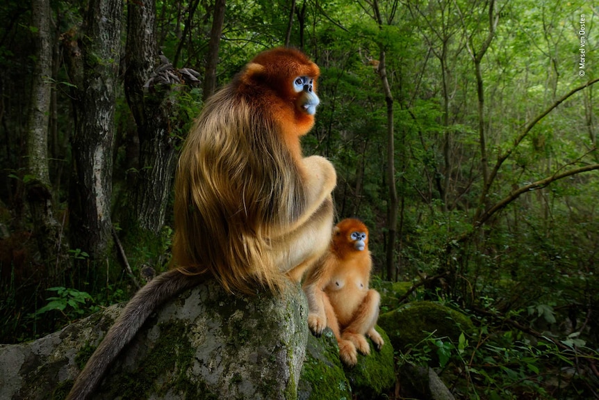 A  pair of golden snub-nosed monkeys in forest