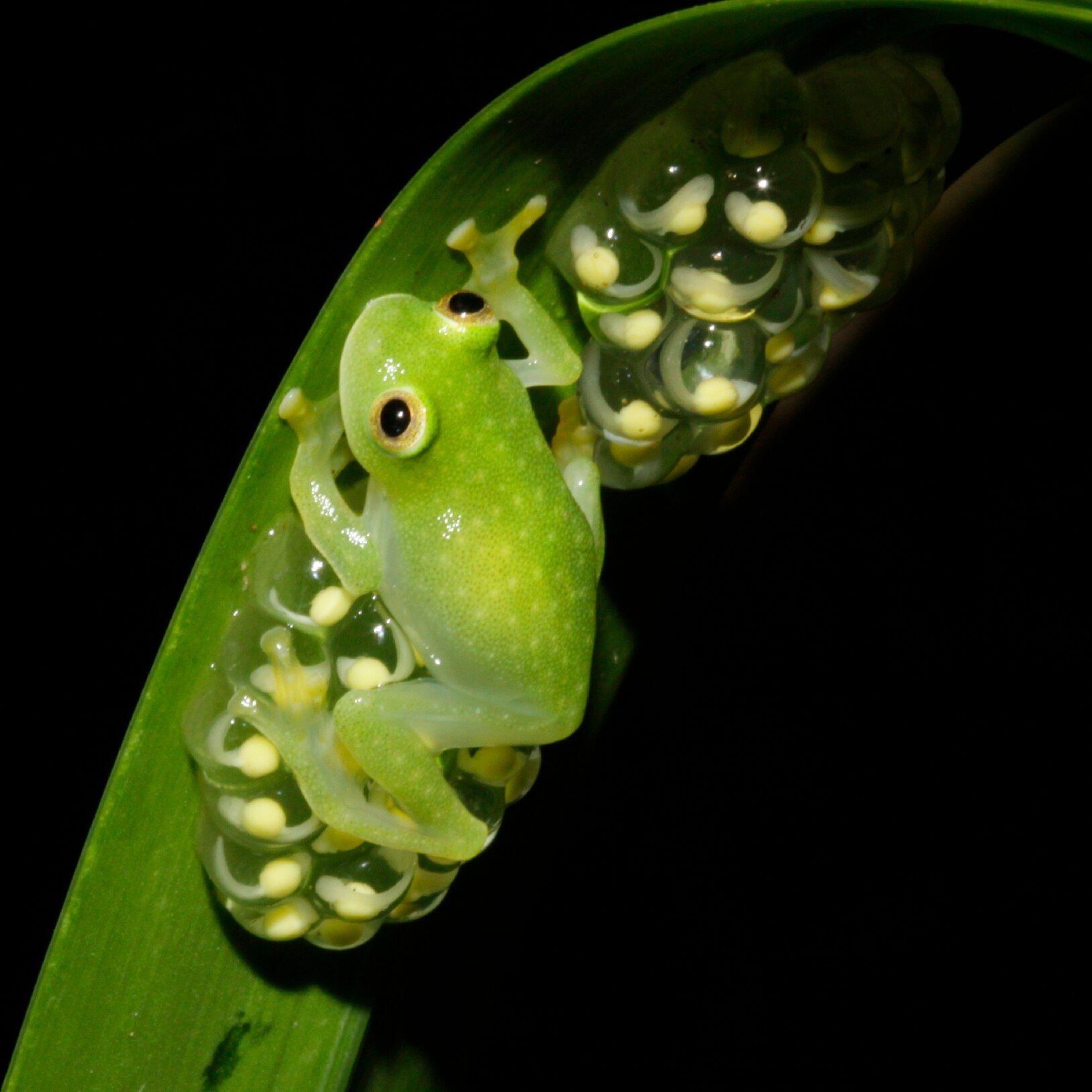 Scientists reveal secrets of northern glass frogs' transparency - ABC News