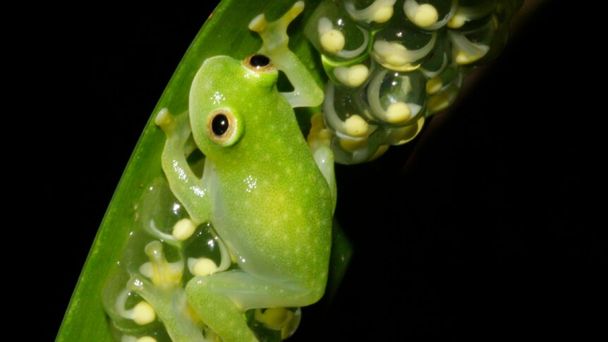 A frog on a leaf