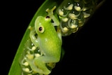 A frog on a leaf