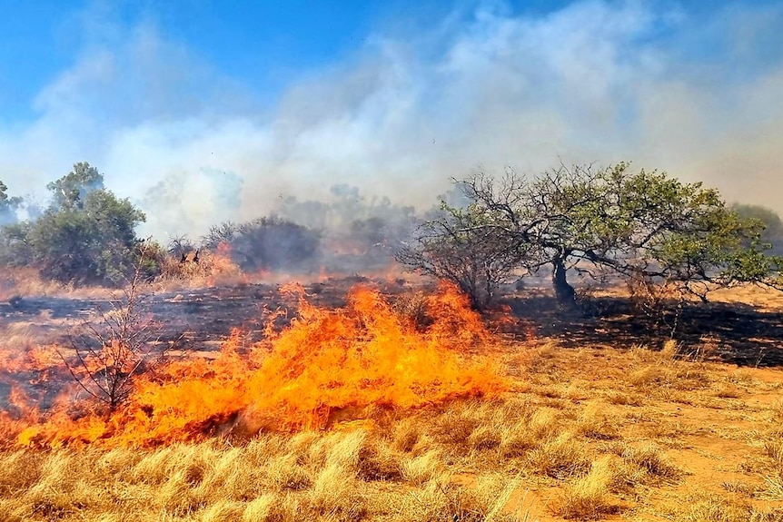 Yellow grass in flames near small scrubby trees 