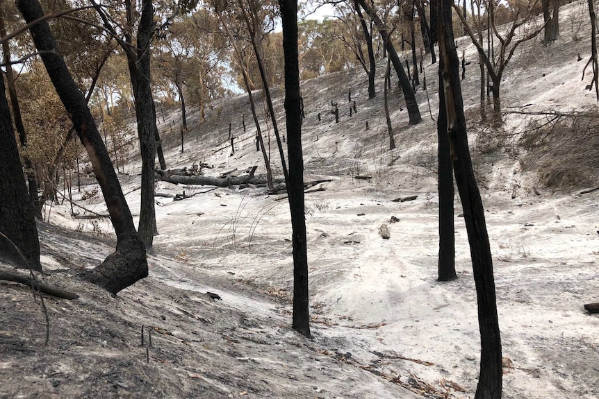 Black tree trucks and white ashy ground in bushland of Stradbroke Island.