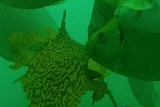 A school of fish is eating replanted kelp on the ocean floor.