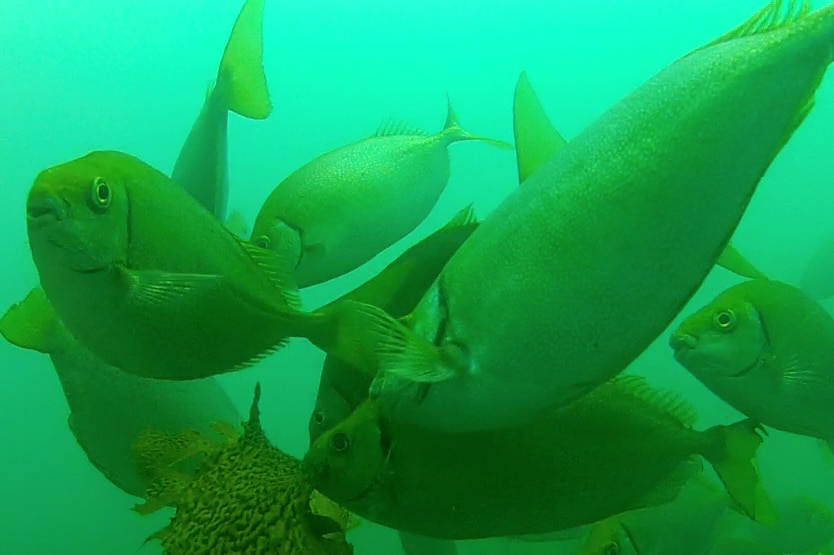 A school of fish is eating replanted kelp on the ocean floor.