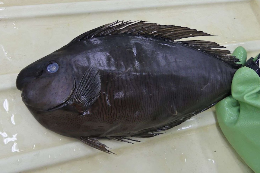 A specimen of a Bignose Unicornfish in a tray