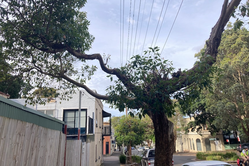 A tree with a big gap in the middle where power lines run. 