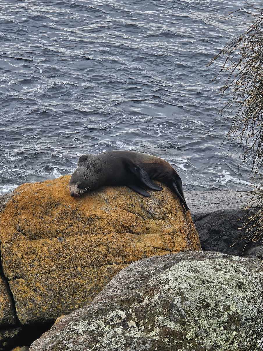 A small brown seal resting on a yellow rock next to the water