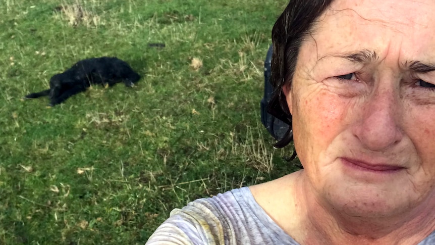 A farmer whose top is yellow with afterbirth from a newborn calf, which lies on green grass in front of the dam