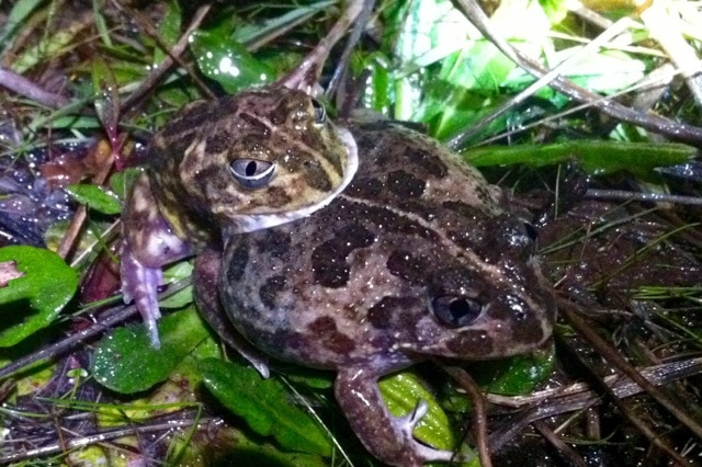 Spotted burrowing frogs in amplexus