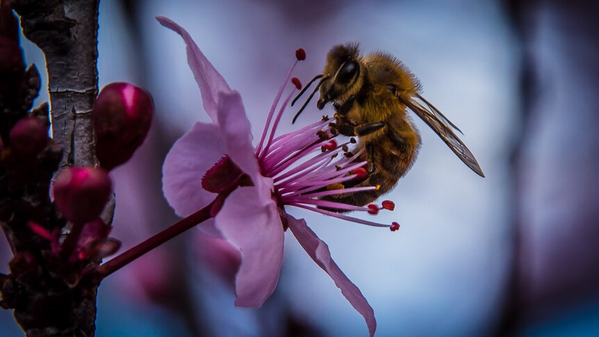 A close up photo of a bee on a flower