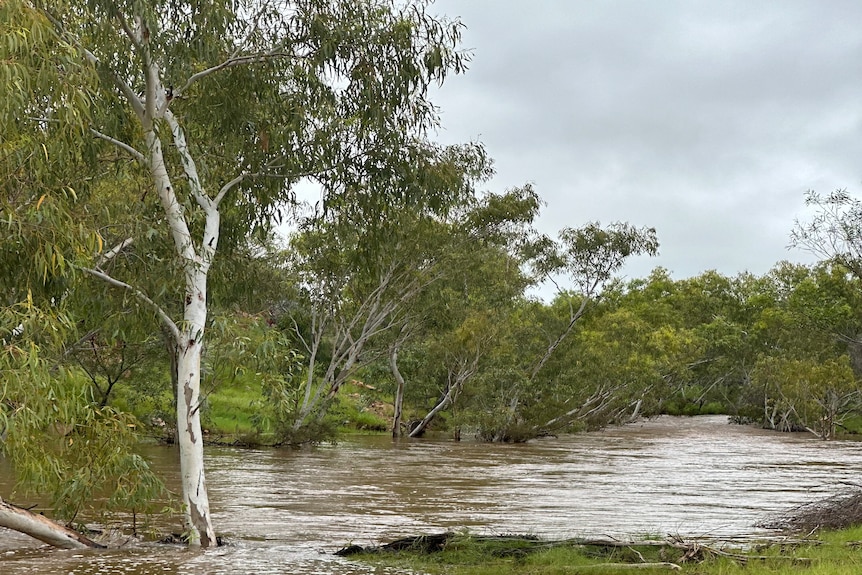 Green leafy gum trees border a brown full flowing river.