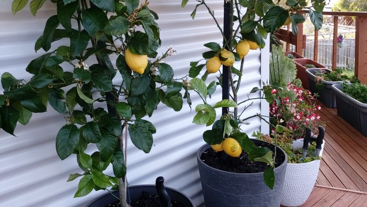 A pair of small but healthy lemon trees in a protected spot by a corrugated iron wall.