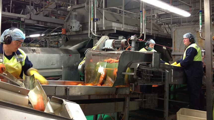 Three factory workers washing and sort carrots at a processing facility.