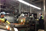 Simplot factory workers on the processing line