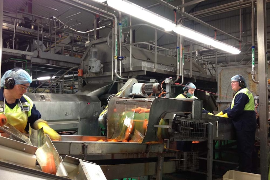 Factory workers wash and sort carrots at Simplot food processing facility in Devonport