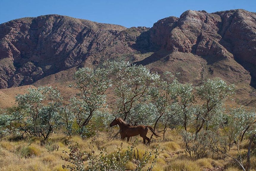 A horse in front of a mountain in a desert field in Papunya