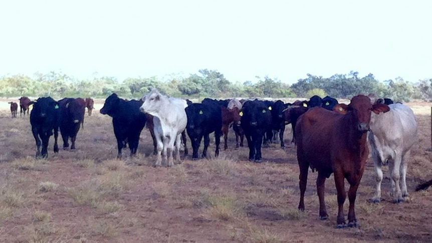 Drought is biting in western Queensland