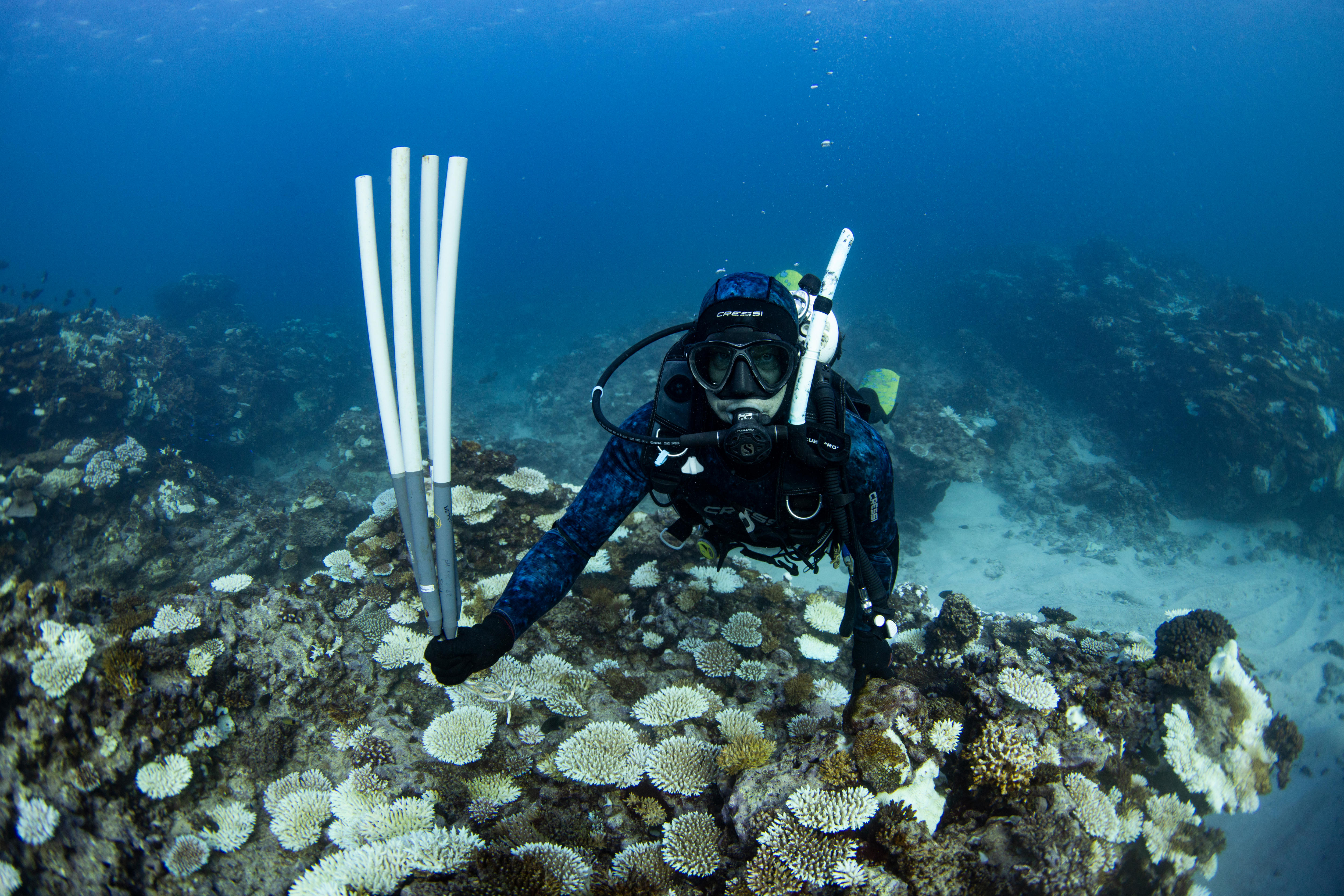 Dr Damian Thomson underwater in the Ningaloo Reef after the reef was bleached due to marine heat waves.