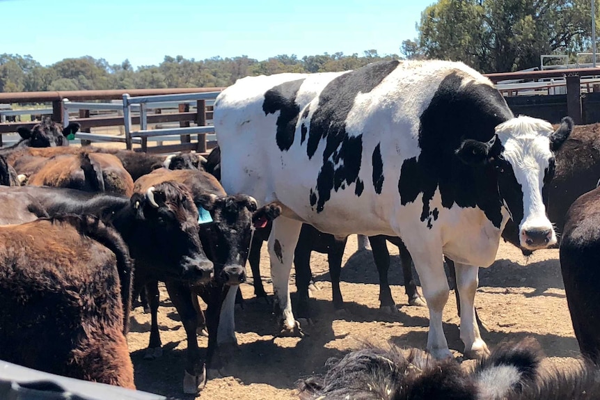 A very large black and white cow stands in a pen surrounded by smaller brown cows.