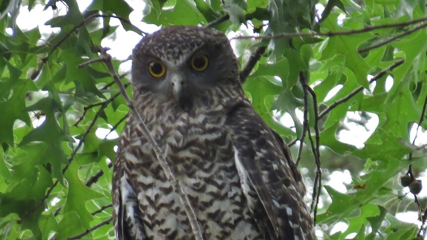 Powerful owl