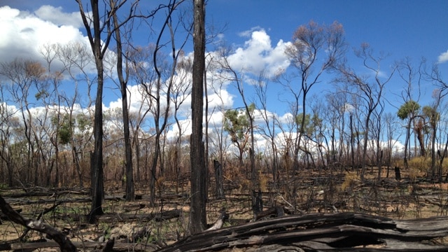 Sejumlah pohon terbakar