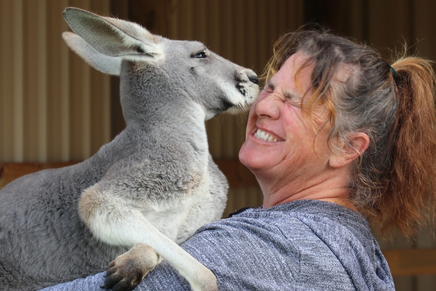 Close up of lady on right holding kangaroo up, kangaroo giving her a kiss