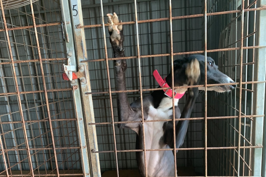 A black and white greyhound with a pink collar standing upright and holding onto the bars of a kennel.