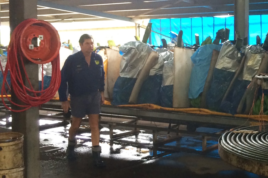 Tully grower Pat Leahy in his operation shed