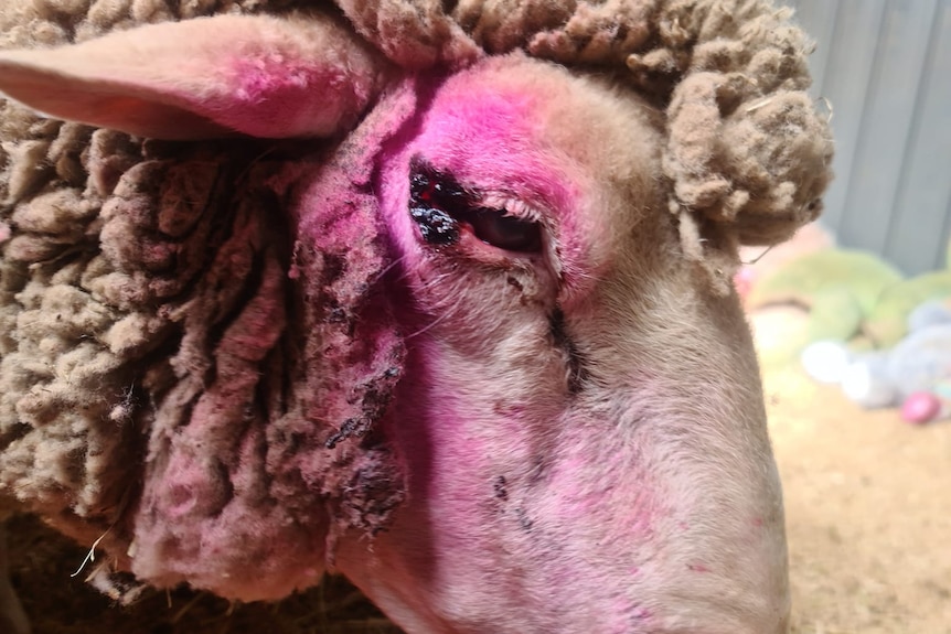 Injured sheep at Furever Farm