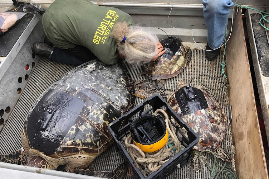 A grey haired woman kneels over a turtle in a boat, affixing a tracking device to its shell.