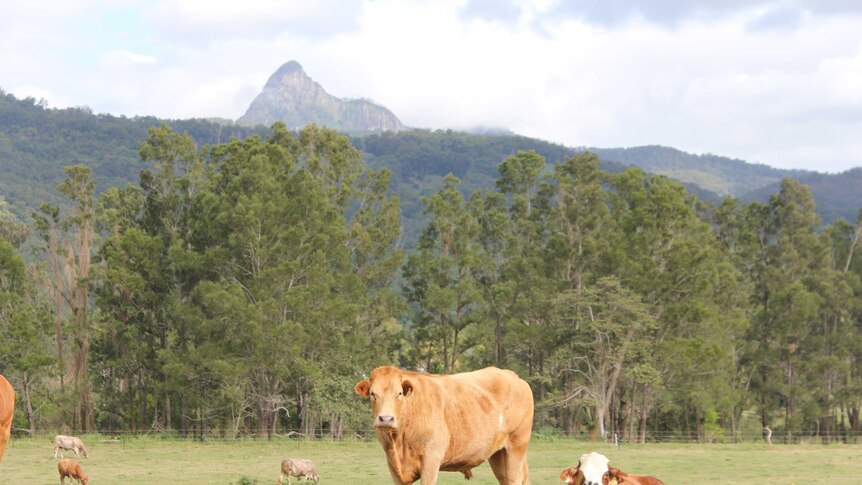 Cows in grassy field at Hare Krishna farm at the foothills of Wollumbin/Mt Warning in northern New South Wales