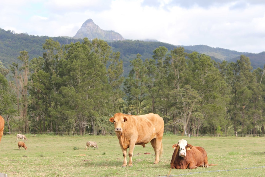 Cows in grassy field at Hare Krishna farm at the foothills of Wollumbin/Mt Warning in northern New South Wales