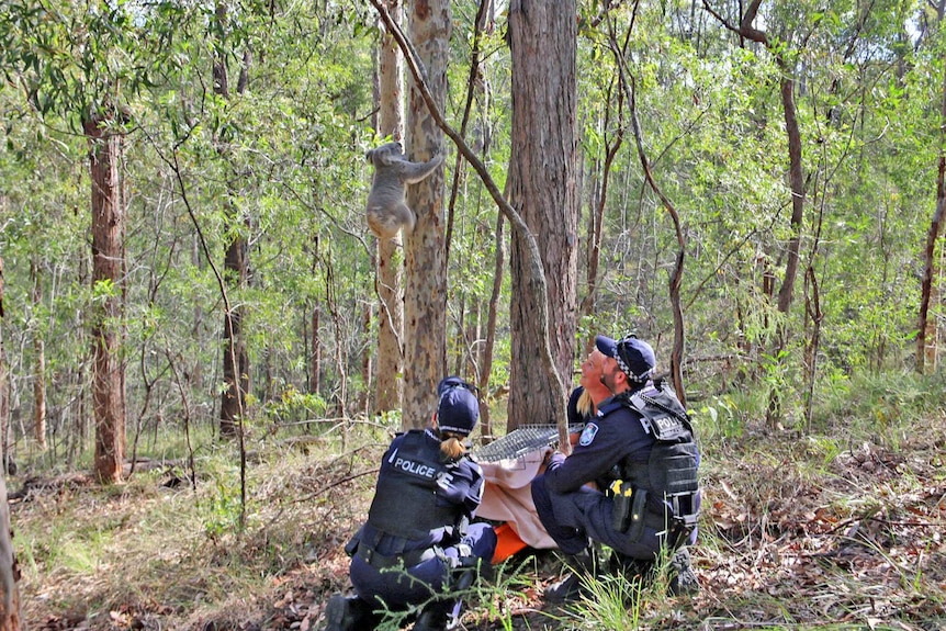 Poh the koala climbs a tree just after being released by the police that saved him from a road.