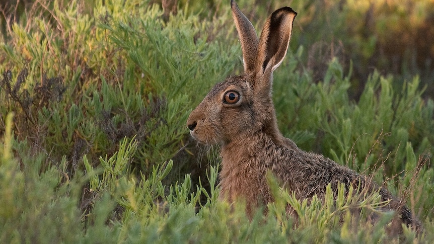 A hare pricks up its ears among shrubbery.