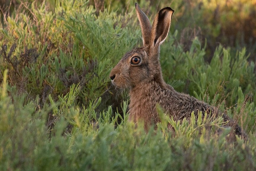 A hare pricks up its ears among shrubbery.