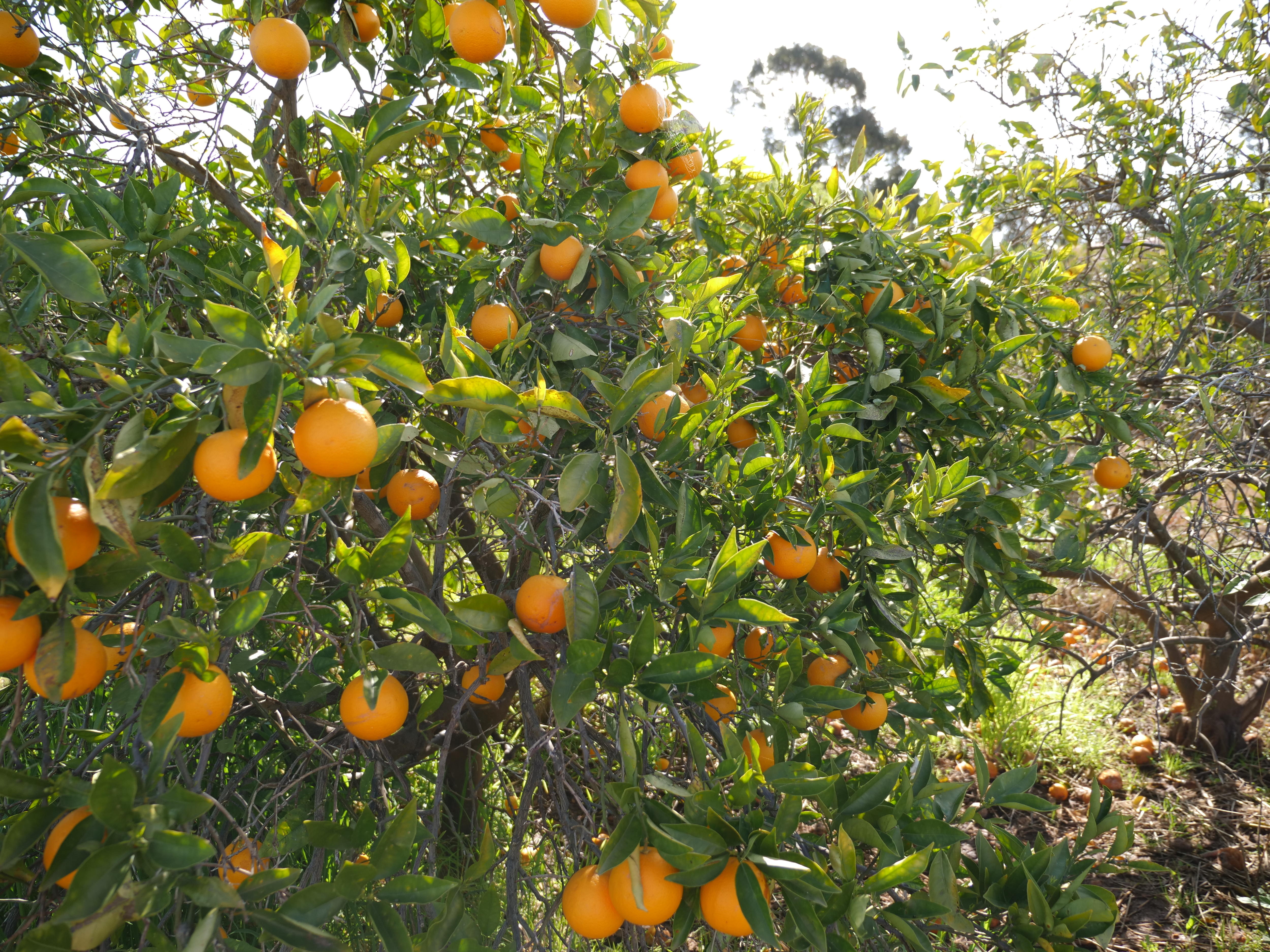 Age proves no barrier as brothers Jack and Joe turn Condobolin farm's orchard into orange juice