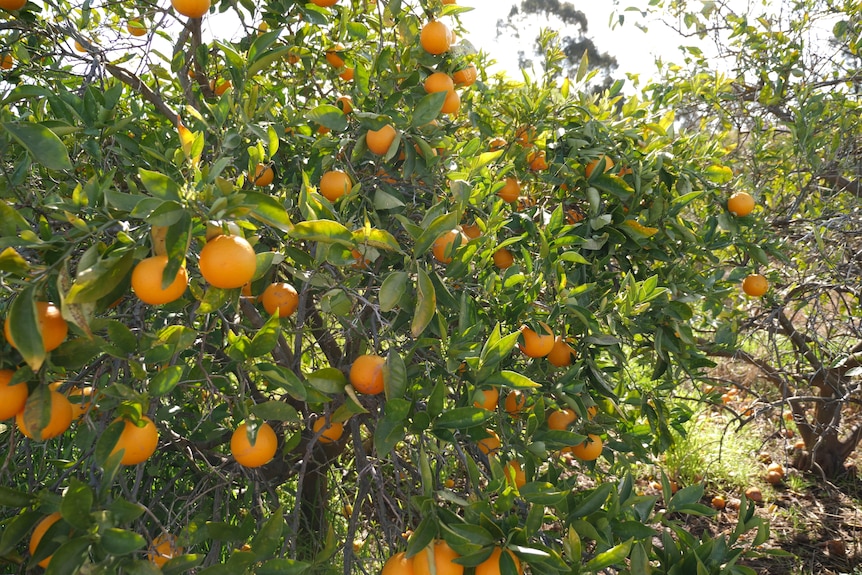 A tree with dozens of oranges 