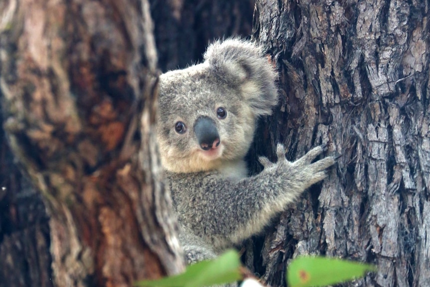 koala up a tree