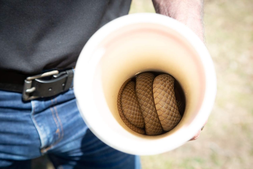 A curled up eastern brown snake