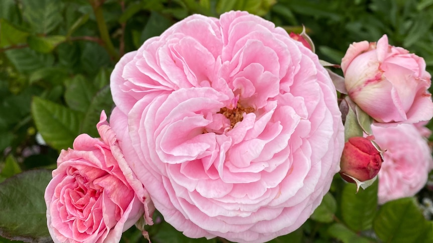 Pink roses, the largest in the cnetre and in full bloom against green leaves.