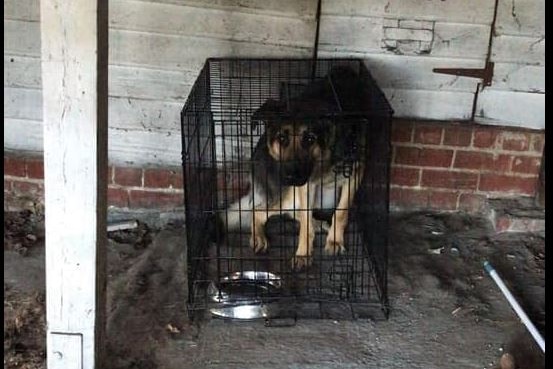 A caged German shepherd purported to be the animal that tragically died earlier this week. 