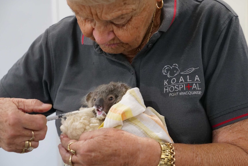 A koala joey wrapped in a blanket is fed formula from a syringe.