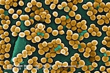 MRSA (Methicillin-resistant Staphylococcus aureus) under an electron scanning microscope